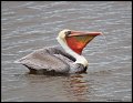 _4SB9609 brown pelican